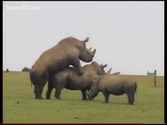 In this zoo sex video, a traveling visitor witnesses two wild rhinoceros having sex.